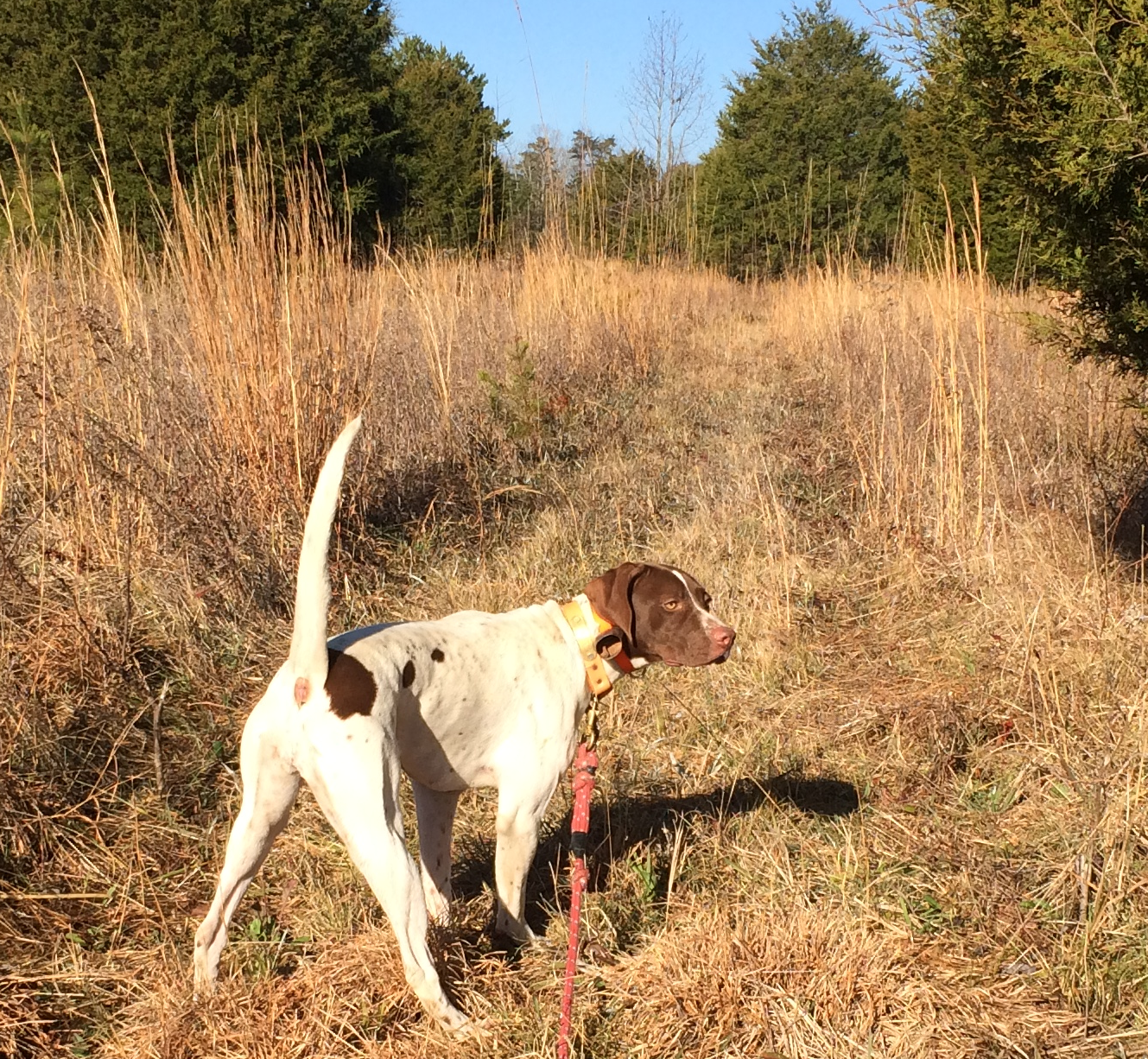 The String in Action - Early Field Focus: Steadying a young dog requires patience and consistent exposure to develop a high-headed point.