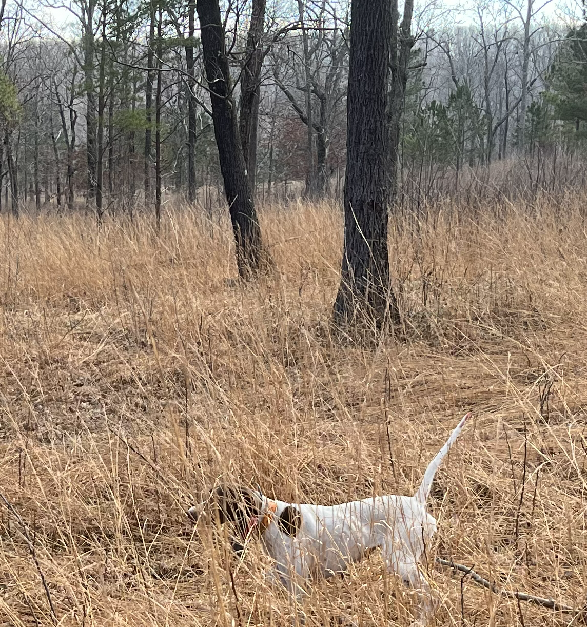The String in Action - Working the Georgia Pines: True upland dogs must be able to navigate and hold point in the thickest natural cover.