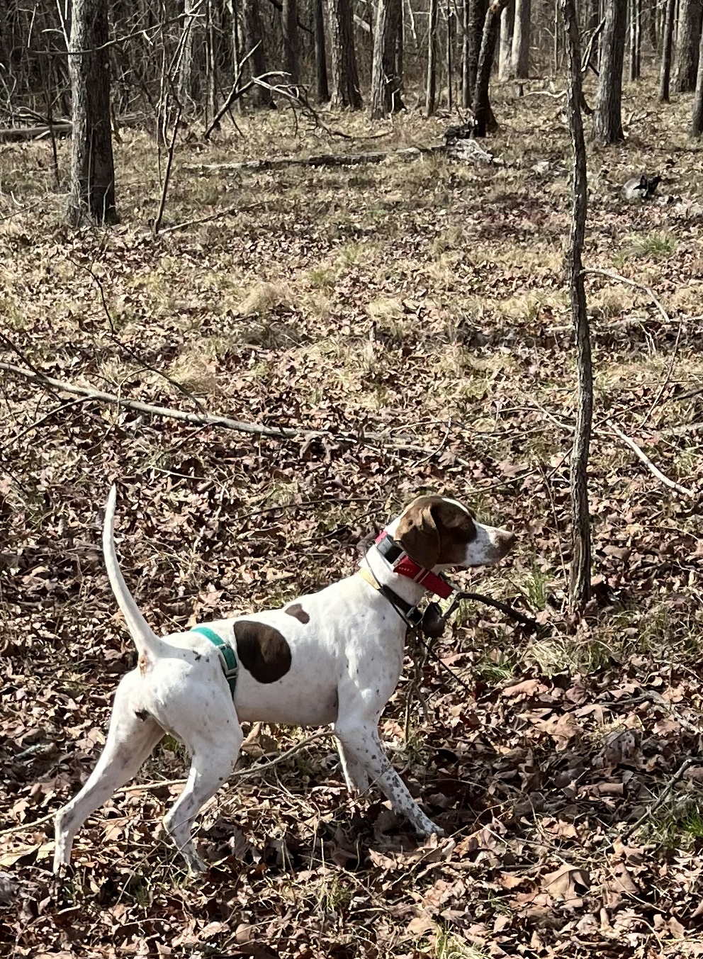 The String in Action - Woodland Point: Holding point in heavy cover is essential for a class plantation, hunting, or field trial dog.