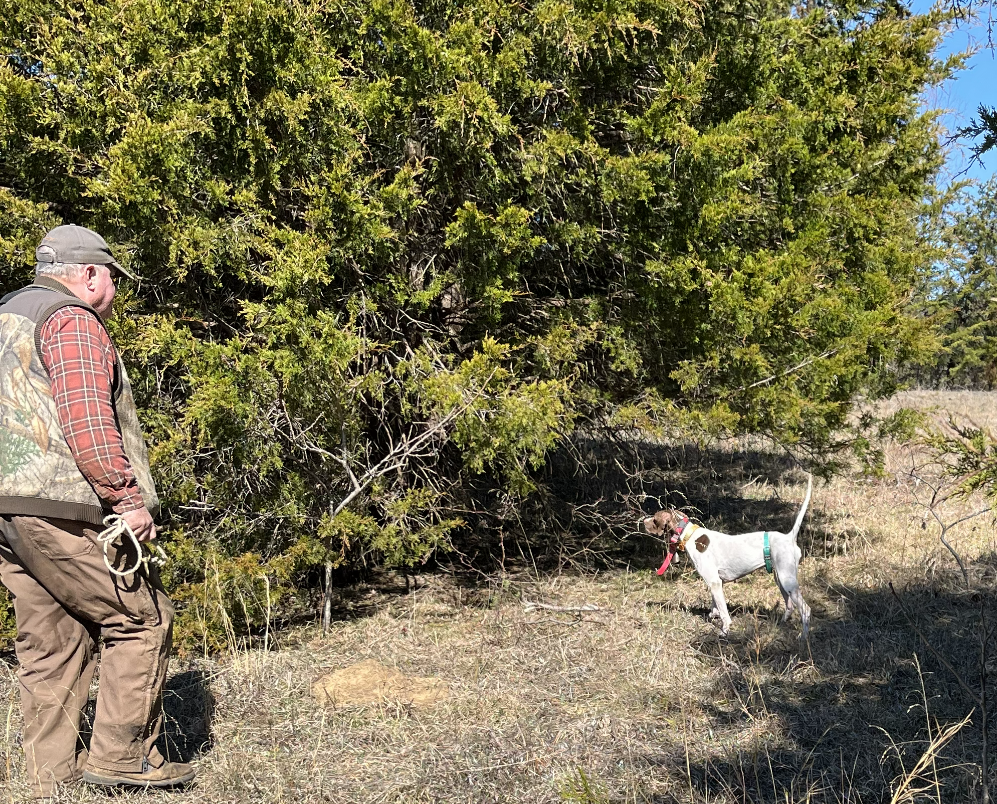 The String in Action - Style & Intensity: We train for high-headed, intense points that remain steady until the flush.