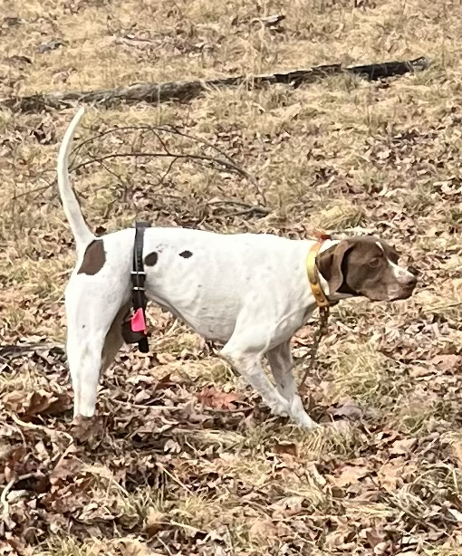 The String in Action - A Solid Stand: Nothing beats the sight of a solid, hard point. It's the hallmark of our training program.