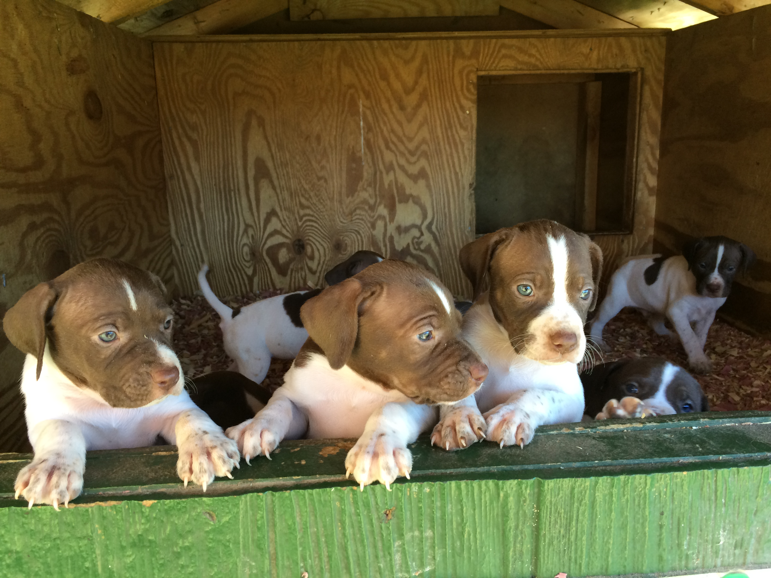 The String in Action - The Next Generation: Every great string starts here. We look for bold, inquisitive puppies with natural bird drive.